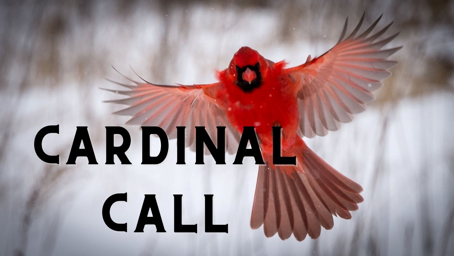 Picture of a cardinal flying in to land. Text reads: Cardinal Call